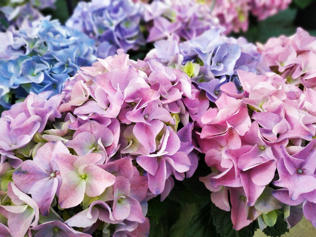hortensia production Moinet Niort serre de production